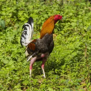 Cuba. Pinar del Rio. Vinales. Rooster Cuba. Pinar del Rio. Vinales. Rooster