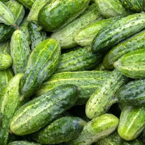 Cucumber Print, USA Cucumber Print, USA