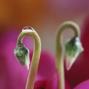 Cyclamen with water drop, PA. Credit as: Nancy Rotenberg / Jaynes Gallery / DanitaDelimont