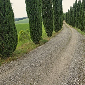 Cypress trees along driveway, Tuscany, Italy