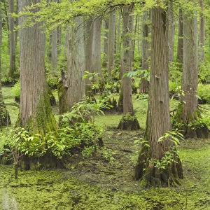 Cypress trees in Heron Pond, Cache River State Natural Area, Illinois
