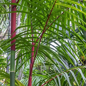 Cyrtostachys renda, palm tree