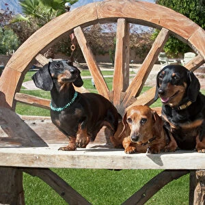 Three Dachshunds / Doxens together on a wooden bench outside