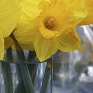 Daffodil blooms