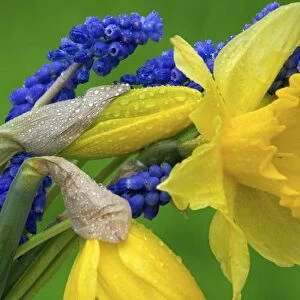 Detail of daffodil and hyacinth flowers
