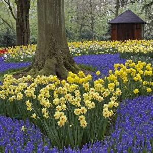 Daffodils, grape hyacinth, and tulip garden, Garden of rhododendron, daffodils, tulips