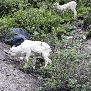 Dall Sheep Ewe and Lamb(Ovis dalli dalli) - Arctic National Wildlife Refuge, Alaska
