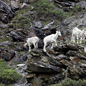 Dall Sheep (Ovis Dalli Dalli) group with a lamb traversing rocks on a steep cliff