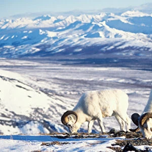 dall sheep, Ovis dalli, pair foraging on a snow-covered hillside in Denali National Park