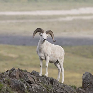 A dall sheep ram poses on Marmot Rock in Polychrome Pass along the Denali Park Road