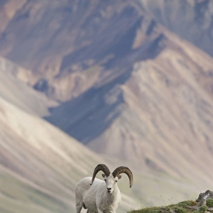 A dall sheep ram stands on Marmot Rock, in front of multicolored mountains in Polychrome Pass