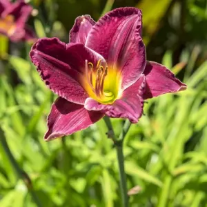 USA Daylily Print USA Daylily Print