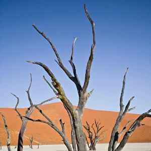 Dead trees at Deadvlei, Namib-Nauklift NP, Namibia