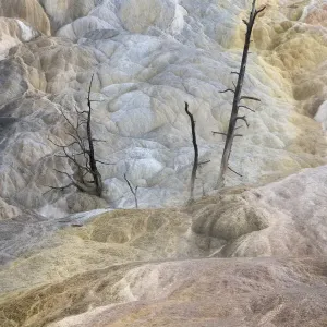 Dead trees entombed in travertine deposits, Mammoth Hot Springs, Yellowstone National Park Dead trees entombed in travertine deposits, Mammoth Hot Springs, Yellowstone National Park