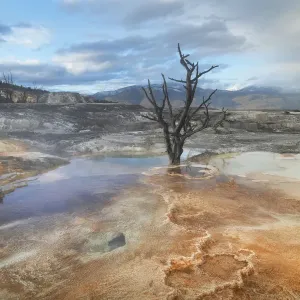 Dead trees entombed in travertine deposits colored by thermophilic bacteria. Upper Terraces of Mammoth Hot Springs, Yellowstone National Park Dead trees entombed in travertine deposits colored by thermophilic bacteria. Upper Terraces of Mammoth Hot Springs, Yellowstone National Park