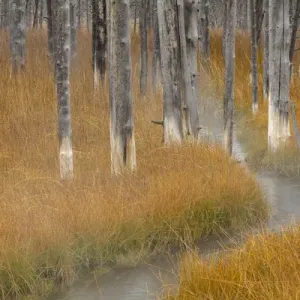 Dead trees killed from volcanic hot streams, Yellowstone National Park, Wyoming, USA