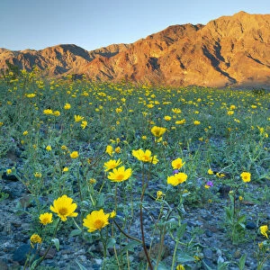 Death Valley National Park, California. USA. Desert gold (Geraea canescens) & sand verbena