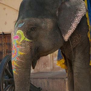 Decorated elephant, Amber Fort, Jaipur, Rajasthan, India