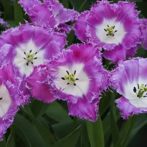 Deep pink and white tulips Deep pink and white tulips