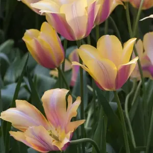 Delicate yellow and pink tulips Delicate yellow and pink tulips