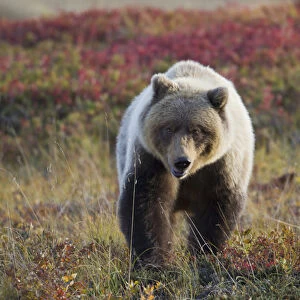 Denali National Park, Alaska, a male grizzly bear sits in brilliantly colored tundra