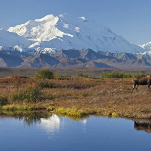 Denali National Park, Alaska, Mt. McKinley towers behind a bull moose reflected in