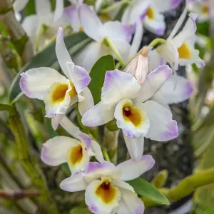 Dendrobium Orchid Print Dendrobium Orchid Print