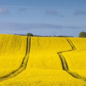 Denmark, Mon, Magleby, rapeseed field, springtime
