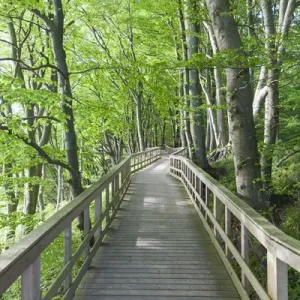 Denmark, Mon, Mons Klimt, boardwalk to the cliffs