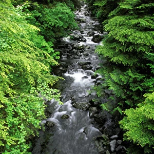 Dense forest along Howe Creek in the Quinault Rain Forest, Olympic National Park