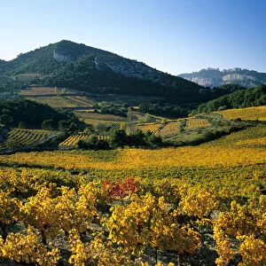 Dentelles de Montmirail; Cote-du-Rhone vineyards; Vaucluse; Provence; France