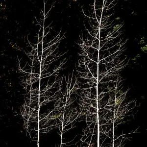Denuded aspens, White River Area, Wenatchee National Forest, Washington State, USA Denuded aspens, White River Area, Wenatchee National Forest, Washington State, USA