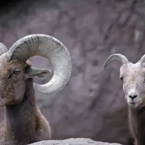 Desert Bighorn Sheep Print - Southern Arizona Ram and Ewe