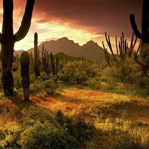 The desert glows with streaming light in Organ Pipe Cactus National Monument on the