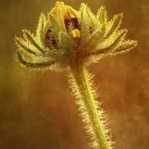 Dew covered Black-eyed Susan with texture background, Oldham County, Kentucky