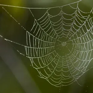 Dew hangs on a spider web Print Dew hangs on a spider web Print