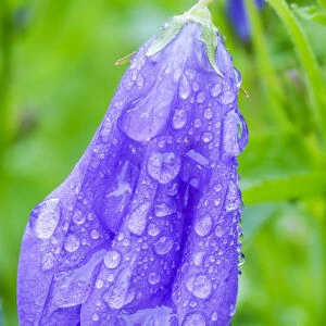 Dewdrops on bluebells