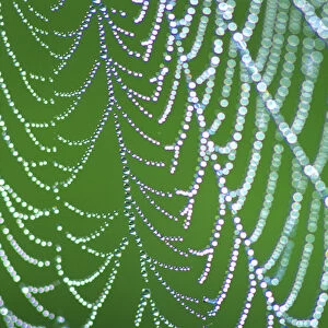 Dewdrops on Spiderweb, Smoky Mts. NP, TN, USA