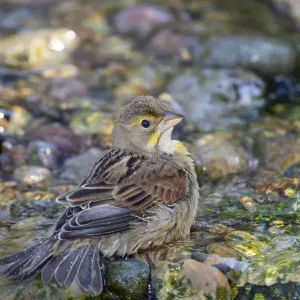 Dickcissel (Spiza americana) bathing Marion County, Illinois Dickcissel (Spiza americana) bathing Marion County, Illinois