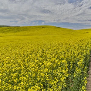 Dirt road through canola Fields in Eastern Washington, Palouse Country
