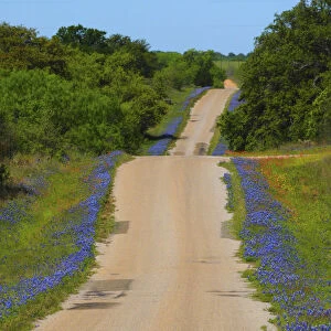 Dirt road Texas Hill Country lined with blue Bonnets