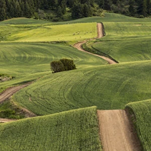 Dirt road winding over rolling green wheat fields, Palouse region of eastern Washington