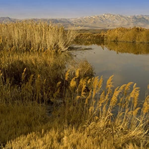 ditch reed, common reed, Phragmites communis, and Bear River, Bear River Migratory