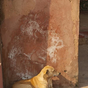 Dog resting in the shade, Palace at Fatehpur Sikri, Uttar Pradesh, India