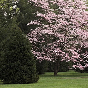 Dogwood tree in full bloom, Audubon Park neighborhood, Louisville, Kentucky