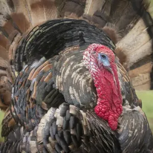 Domestic bronze gobbler, Florida barnyard