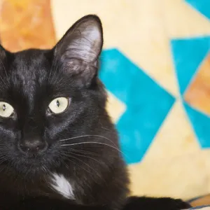 domestic shorthair Black Cat sitting on bed with yellow and blue quilt