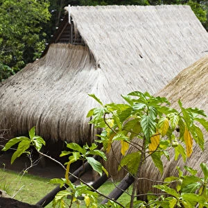 Dominica, Kalinago Barana Aute, Carib Heritage Village, thatched roof of traditional