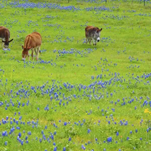 Donkey in field of bluebonnets near Llano Texas