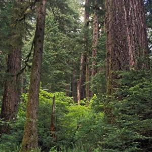 Douglas fir trees in old growth forest in Willamette National Forest. North America